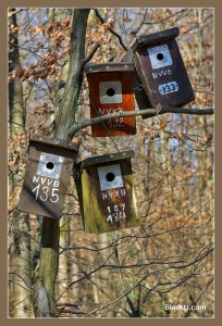 Nistkasten Impression Hardwald, Februar 2014 (© Patrick Blaetti Blatter)