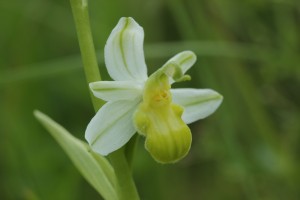 Bienen-Ragwurz (Ophrys apifera var. basiliensis) - Exkursion: Birsfelder Hafen und Auhafen, 30. Mai 2015 (© NVVB)