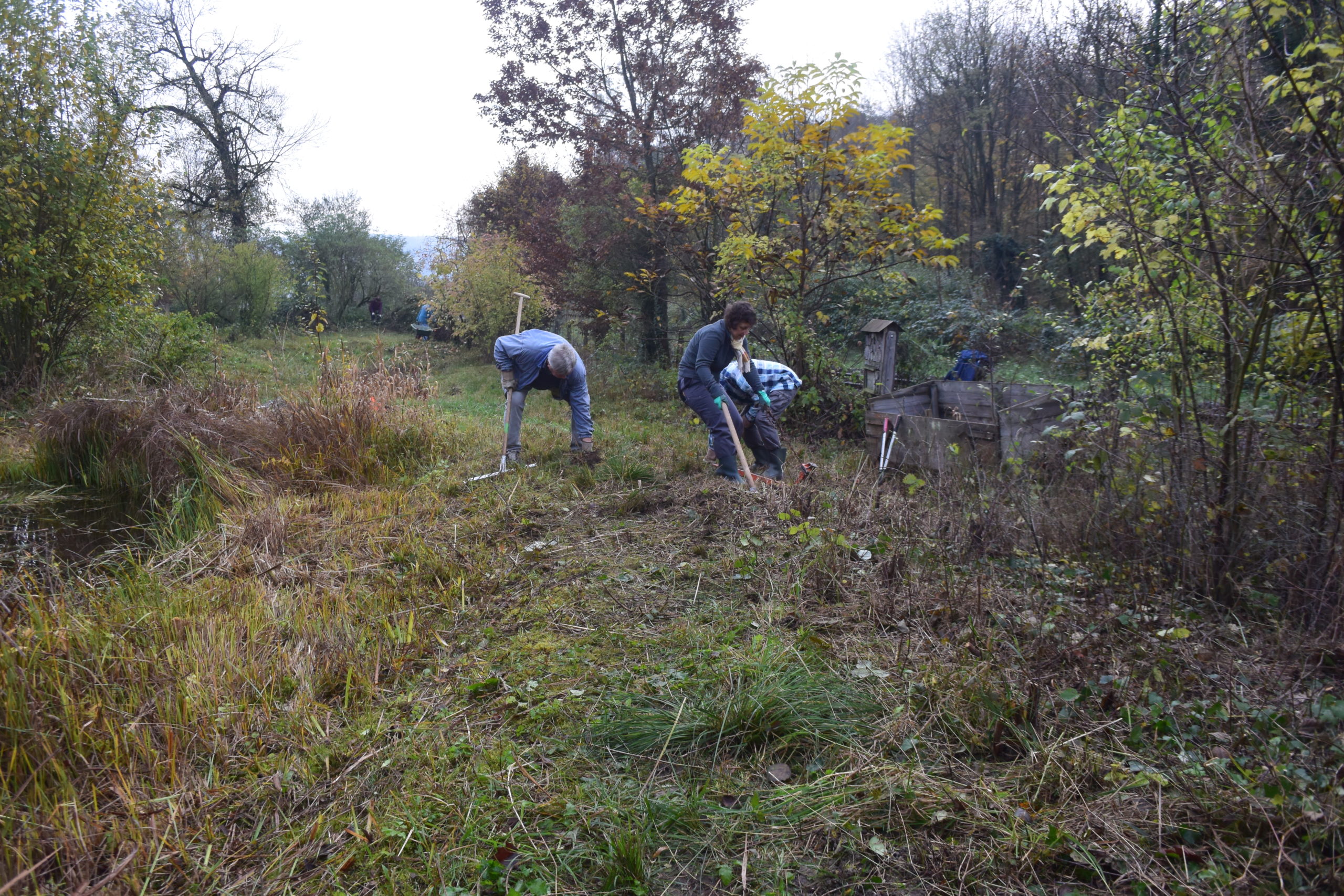 Pfleigeeinsatz - Weiheranlage Hard, 16. Nov. 2019 (© NVVB)