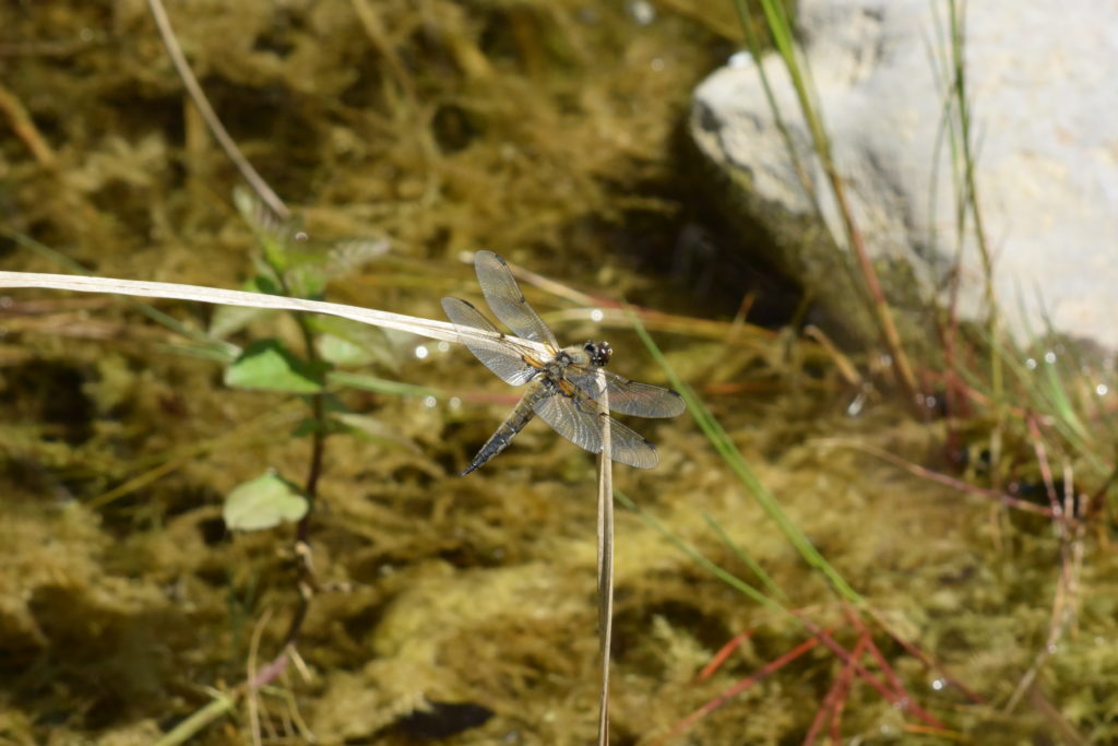 Vierfleck - Weiheranlage Hard, 4. Juli 2019 © NVVB