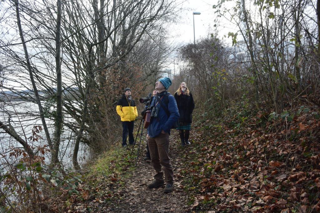 Exkursion: Wintergäste entlang des Rheins, 18. Jan. 2020 (© NVVB)