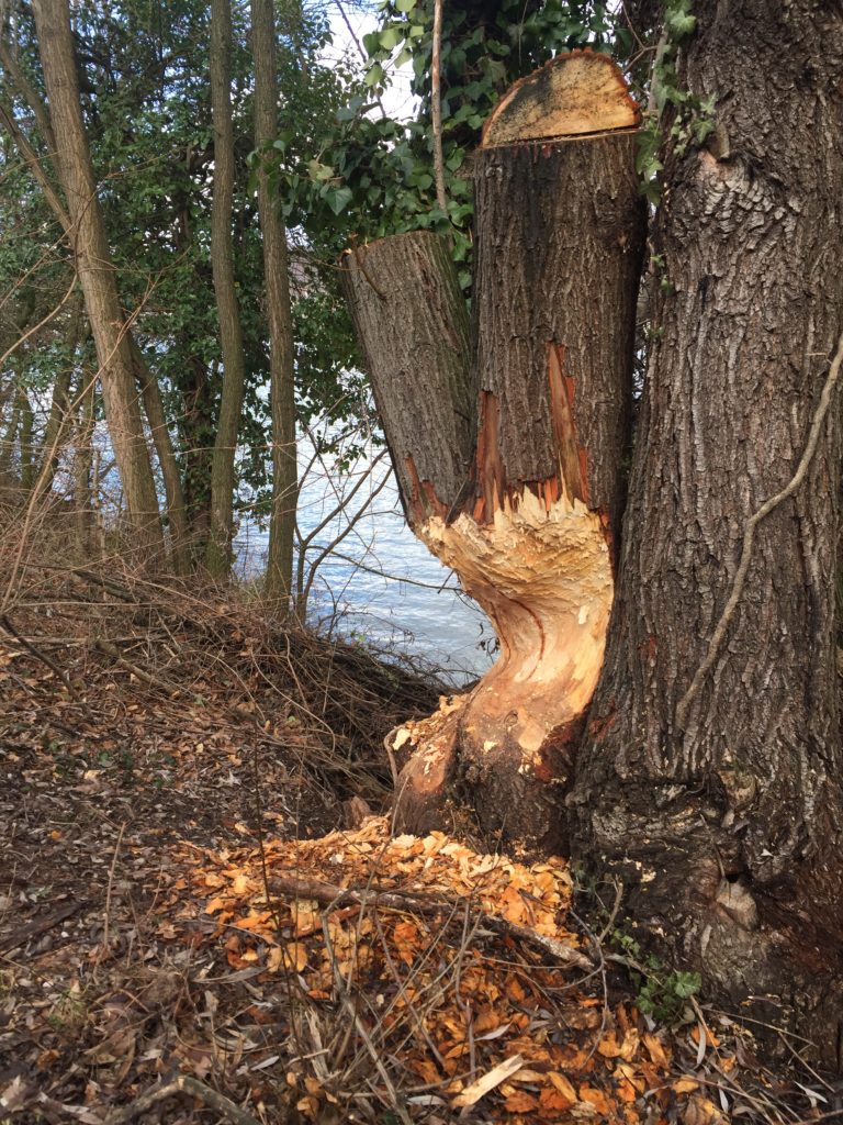 Exkursion: Wintergäste entlang des Rheins, 18. Jan. 2020 (© NVVB)