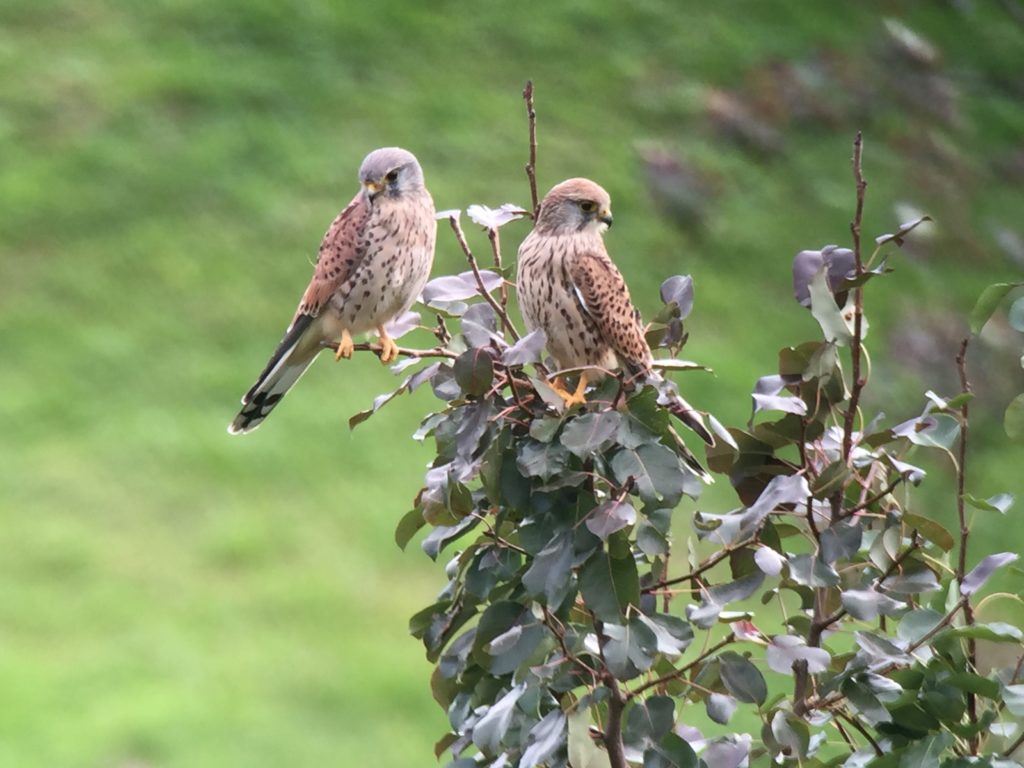 Turmfalkenpaar - EuroBirdwatch 2020 (© NVVB)