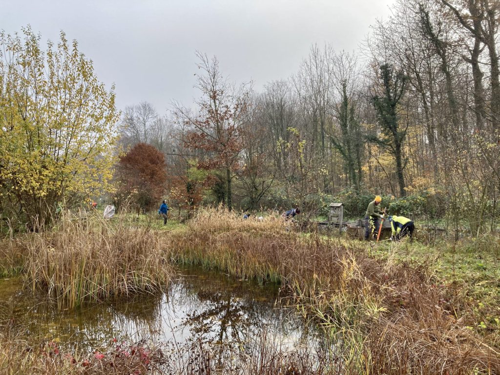 Pfleigeeinsatz - Weiheranlage Hard, 21. Nov. 2020 (© NVVB)