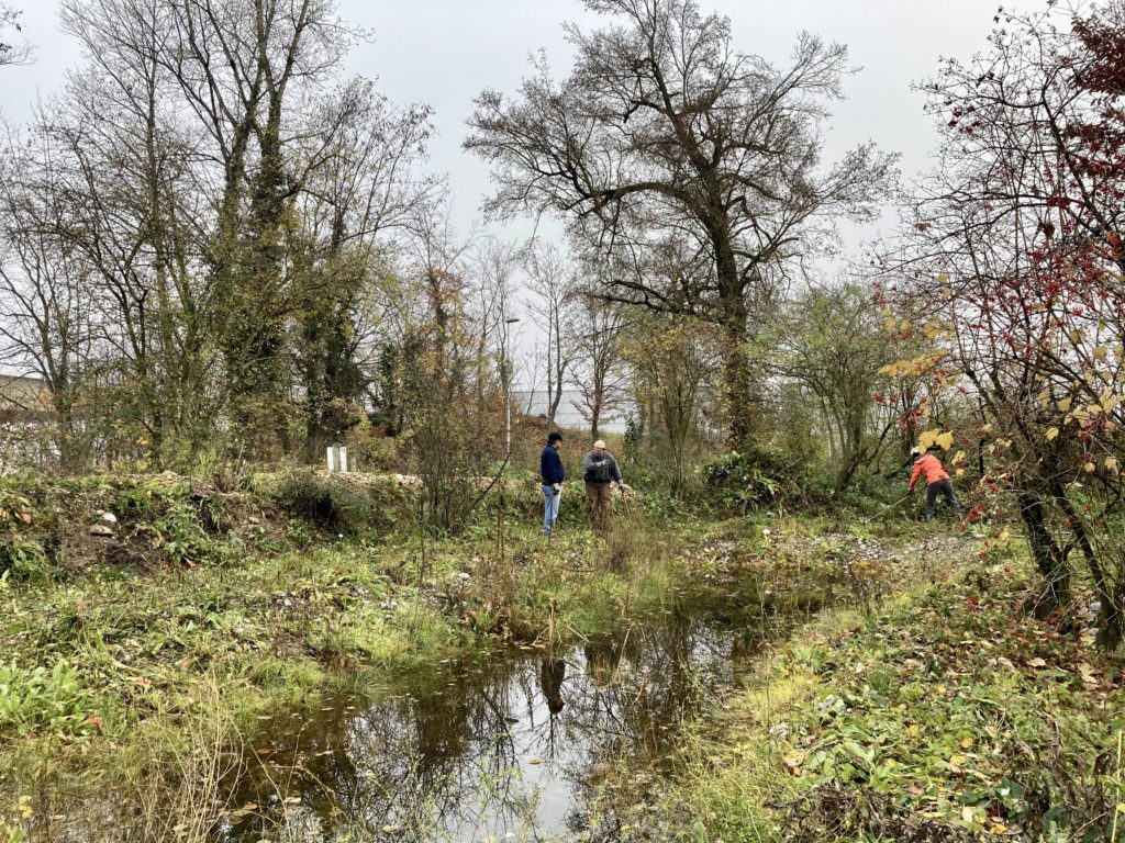 Pfleigeeinsatz - Weiheranlage Hard, 21. Nov. 2020 (© NVVB)