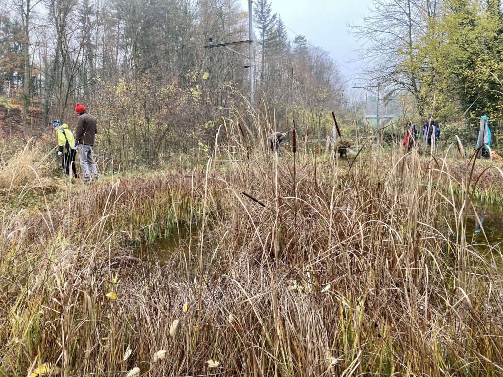 Pfleigeeinsatz - Weiheranlage Hard, 21. Nov. 2020 (© NVVB)