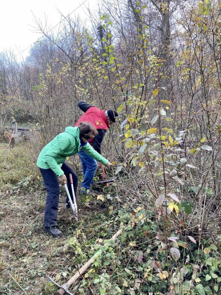 Pfleigeeinsatz - Weiheranlage Hard, 21. Nov. 2020 (© NVVB)