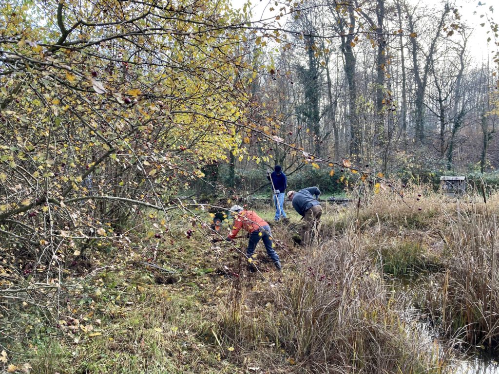 Pfleigeeinsatz - Weiheranlage Hard, 21. Nov. 2020 (© NVVB)