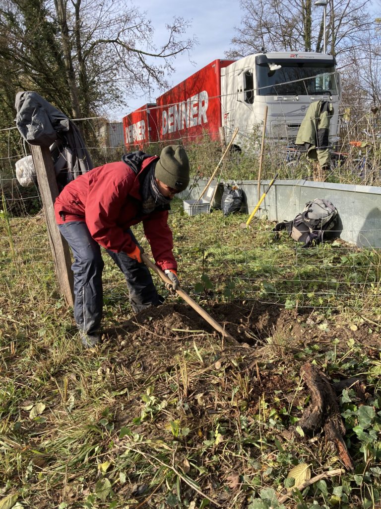 Pfleigeeinsatz - Weiheranlage Hard, 21. Nov. 2020 (© NVVB)