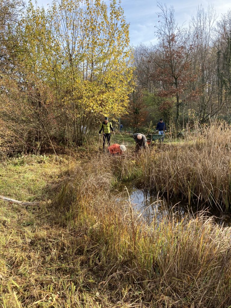 Pfleigeeinsatz - Weiheranlage Hard, 21. Nov. 2020 (© NVVB)