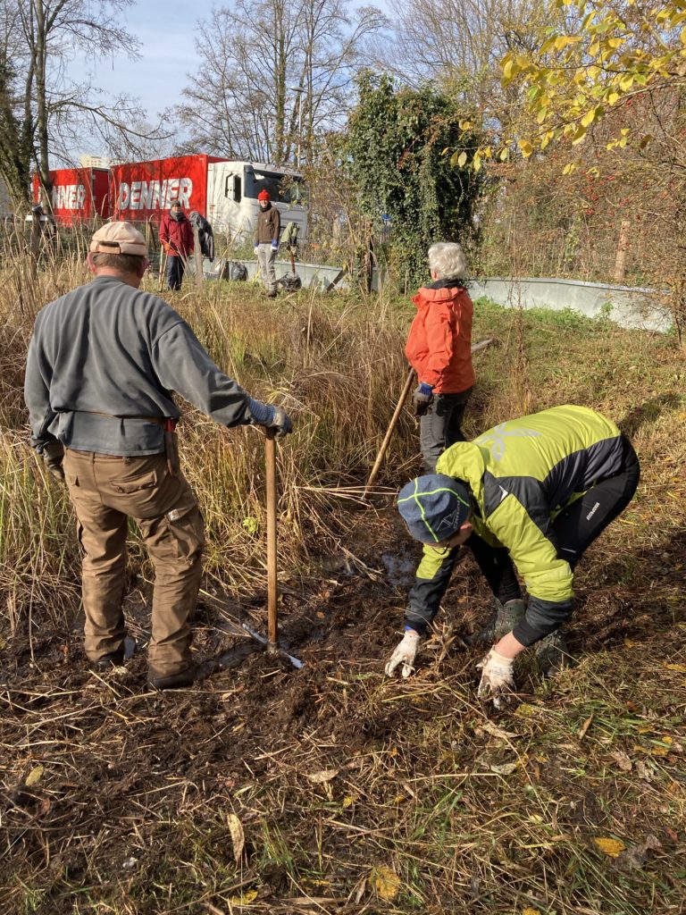 Pfleigeeinsatz - Weiheranlage Hard, 21. Nov. 2020 (© NVVB)