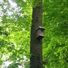 Waldkauzkasten Hardwald (© J.Roth)