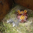 Frisch geschlüpfte Blaumeisen (© J.Roth)