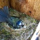 Blaumeisen Weibchen am brüten (© J.Roth)