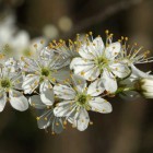 Schwarzdorn - Exkursion Dornach - Grün 80 (©NVVB)