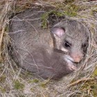 Siebenschlfer Männchen auf Nest (© NVVB)