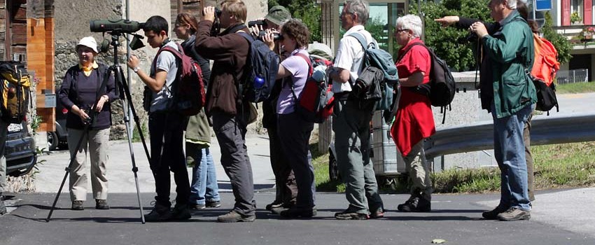 Wow, 1 Wiedehopfpärchen - Exkursion Wallis Juni 2011 (©NVVB)