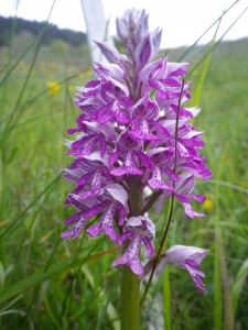 Helm-Orchis (© J.Roth/NVVB)