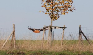 Rotmilan im Landeanflug (© Sharon Richner)