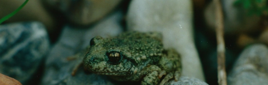 Geburtshelferköte Staatsgrube 2000 (© NVVB)