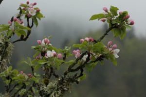 Blühender Apfelbaum - Exkursion Les Brenets (© NVVB)