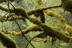 Moosbehangene Bäume am Doubs - Exkursion Les Brenets (© NVVB)
