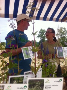 Alternative Wildpflanzen für die Neophyten - Infostand Birsuferweg-Fest (© NVVB)