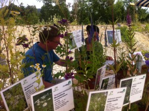 Infostand der alternative Wildpflanzen für die Neophyten - Birsuferweg-Fest (© NVVB)
