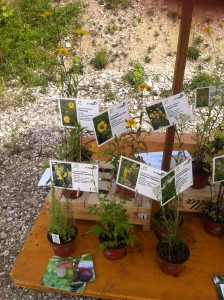 Alternative Wildpflanzen für die Neophyten - Infostand Birsuferweg-Fest (© NVVB)