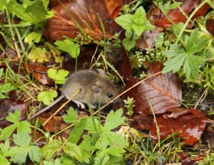 Eine Maus am Doubs - Exkursion Les Brenets (© Sharon Richter)
