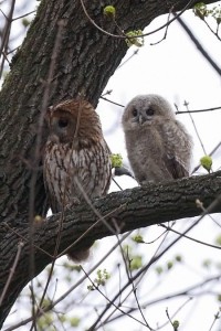 Adulter Waldkauz mit einem Jungen (© Bernhard Müller)