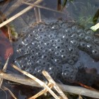 Grasfroschlaichballen Weiheranlage Hard März 2015 (©NVVB)