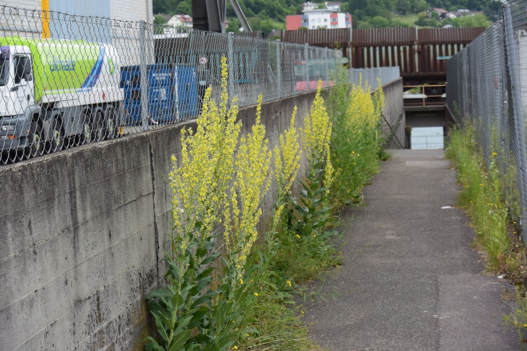 Kleinblütige Königskerze (Verbascum thapsus) - Exkursion: Birsfelder Hafen und Auhafen, 30. Mai 2015 (© NVVB)