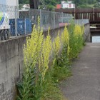 Kleinblütige Königskerze (Verbascum thapsus) - Exkursion: Birsfelder Hafen und Auhafen, 30. Mai 2015 (© NVVB)