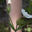 Weisse Lichtnelke (Silene latifolia) - Exkursion: Birsfelder Hafen und Auhafen, 30. Mai 2015 (© NVVB)