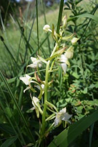 Grünliche Waldhyazinte - Exkursion: Orchideenlehrpfad Erlinsbach, 7. Juni. 2015 (© NVVB)