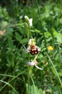 Bienen Ragwurz - Exkursion: Orchideenlehrpfad Erlinsbach, 7. Juni. 2015 (© NVVB)