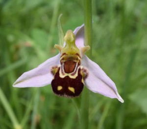 Bienen Ragwurz - Exkursion: Orchideenlehrpfad Erlinsbach, 7. Juni. 2015 (© NVVB)