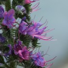 Natterkopf (Echium vulgare) - Exkursion: Birsfelder Hafen und Auhafen, 30. Mai 2015 (© NVVB)