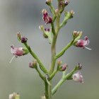 Hunds-Braunwurz (Scrophularia canina) - Exkursion: Birsfelder Hafen und Auhafen, 30. Mai 2015 (© NVVB)