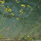 Florentiner Habichtskraut (Pilosella piloselloides) - Exkursion: Birsfelder Hafen und Auhafen, 30. Mai 2015 (© NVVB)