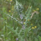 Kugeldistel (Echinops) - Exkursion: Birsfelder Hafen und Auhafen, 30. Mai 2015 (© NVVB)