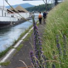 Natterkopf (Echium vulgare) - Exkursion: Birsfelder Hafen und Auhafen, 30. Mai 2015 (© NVVB)