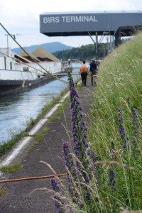 Natterkopf (Echium vulgare) - Exkursion: Birsfelder Hafen und Auhafen, 30. Mai 2015 (© NVVB)
