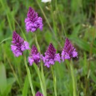 Pyramidenorchis (Anacamptis pyramidalis) - Exkursion: Birsfelder Hafen und Auhafen, 30. Mai 2015 (© NVVB)