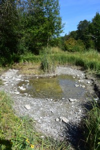 Teichräumung Weiheranlage Hard August 2015 (© NVVB)