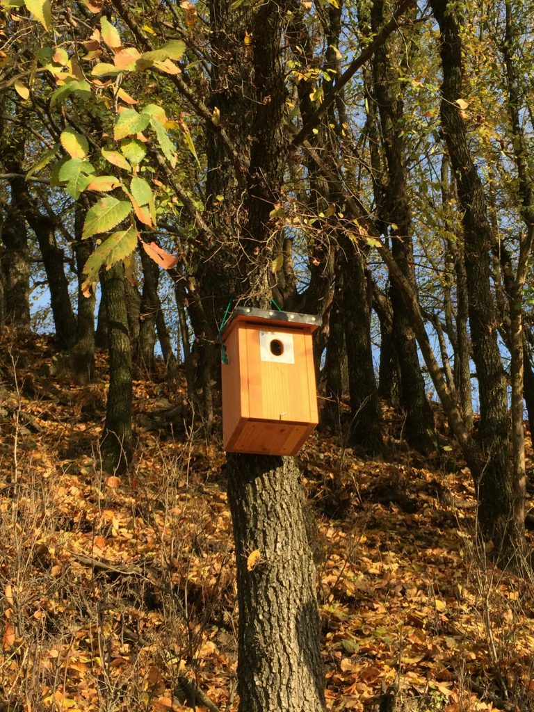 Gartenrotschwanzprojekt - Hagnau Birsfelden 2016 (© NVVB)