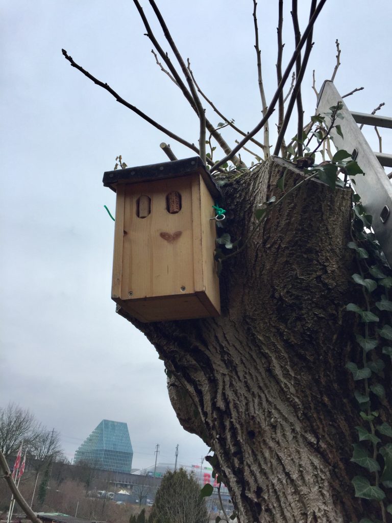 Gartenrotschwanzprojekt - Hagnau Birsfelden Jan. 2018 (© NVVB)