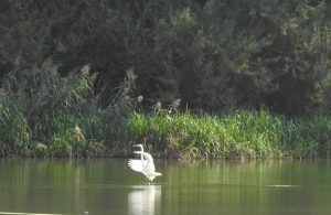 Silberreiher - Exkursion Aargauer Reussebene - 15. Sept.2018 (© Carmen Weber)