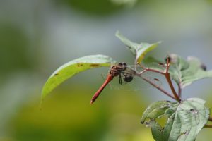 Feuerlibelle - Exkursion Aargauer Reussebene - 15. Sept.2018 (© NVVB)